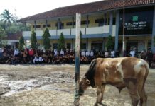 Pesantren Darul Maarif Cikedung Gelar Penyembelihan Hewan Qurban