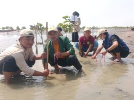 Cegah Abrasi, Mahasiswa UNU Cirebon Tanam Mangrove di Indramayu