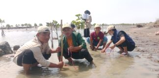 Cegah Abrasi, Mahasiswa UNU Cirebon Tanam Mangrove di Indramayu