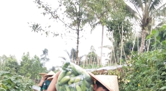 Sembilan Kali Panen; Patriot Ketahanan Pangan GP Ansor Kota Sukabumi Suplai Timun untuk Dua Dapur MBG